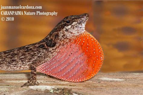 Reproductive Cycle of a High Elevation Colombian Anole – Anole Annals