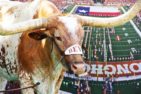 11 magnificent photos of Bevo XIV!