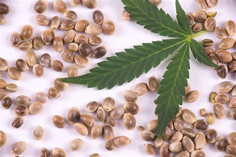 Is It Safe to Smoke Marijuana Seeds? | Leafbuyer