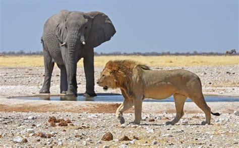 Do Lions Hunt Elephants? (+ Interesting Facts)