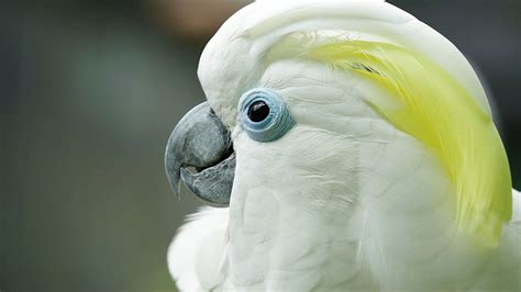 Cockatoo - Jurong Bird Park