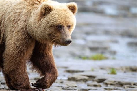 Photographing Wild Bears of Alaska at Tuxedni Bay | PetaPixel