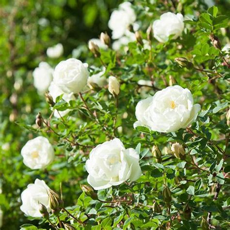 Rose Blush White Old English Shrub bare root | YouGarden