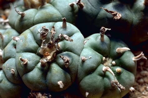 File:Peyote Cactus.jpg - Wikimedia Commons