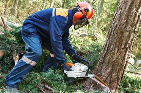 What are the Different Ways to Remove a Tree? (with pictures)