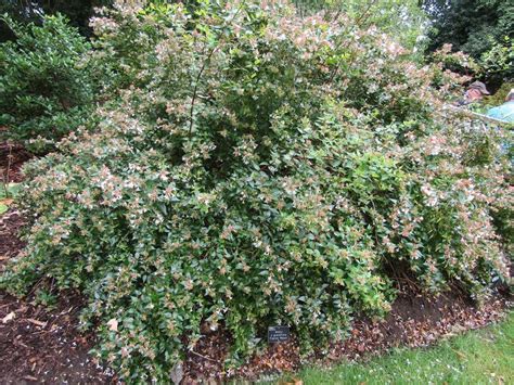 abelia francis mason images - Google Search in 2020 | Front yard, Plants, Yard