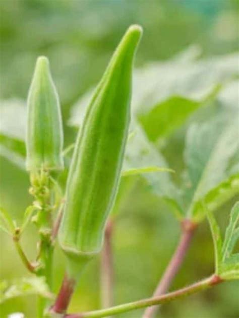 Okra Plant | How to Grow, Care For and Harvest – Quick Guide - Planet ...