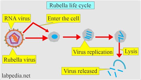 Life Cycle Of Rubella Virus