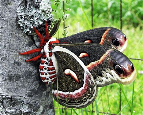 Cecropia Moth l Beautiful Moth - Our Breathing Planet