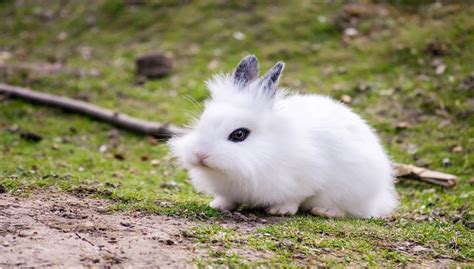 Lionhead rabbit breeds, Care, Size, Diet, Personality and All Information