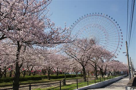 Enjoy Cherry Blossoms in the suburbs of Osaka! Vol.2 ~ Osaka ~ - Japan Land Service