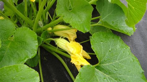 Squash blossoms drop, and sometimes that’s normal - Indiana Yard and Garden - Purdue Consumer ...