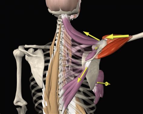 Scapular Force Couple | Biomechanics and Anatomical Analysis in 3D