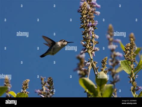 Cuban bee hummingbird hi-res stock photography and images - Alamy