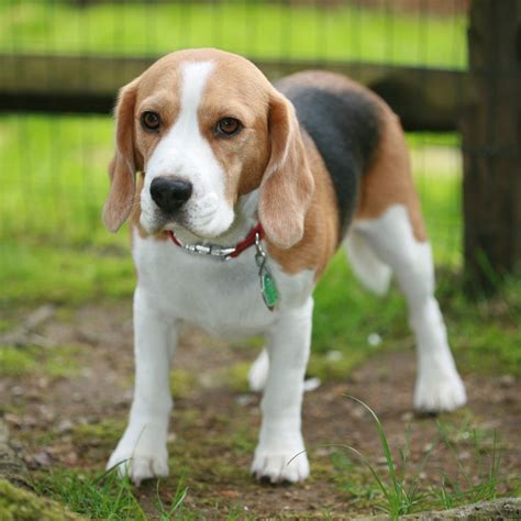 beagle pictures | Beagleman Information and Pictures, Beagleman | Harrier dog, Dog training