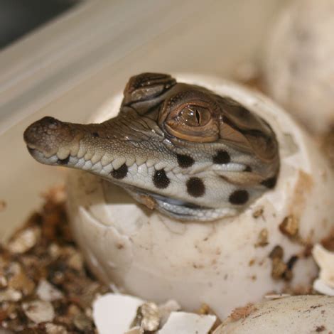 Rare Crocodile Breeding Success in St. Augustine! - ZooBorns