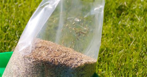 Grass Seed Germination Time (for every popular grass type)