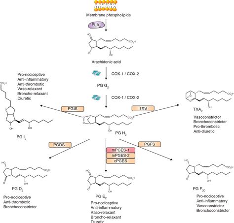 Figure 1 from Prostaglandin E(2) synthase inhibition as a therapeutic target. | Semantic Scholar