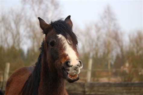 Fact or Fiction: Do Horses Eat Meat? (You'll Be Surprised) - Horse Rookie