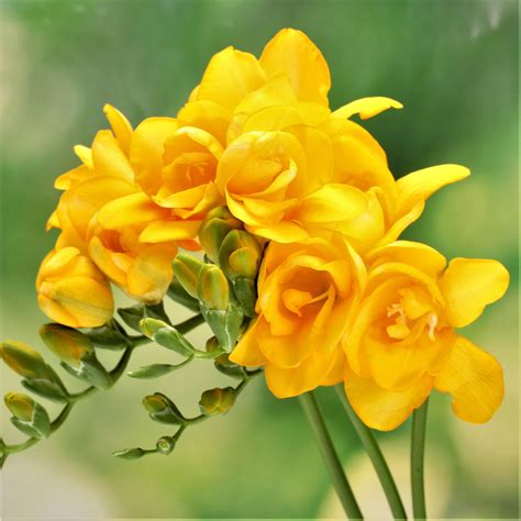 Freesia Double Yellow 25 Bulbs | Freesia Lacteal Corms | Fragrant ...