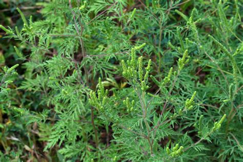 How To Get Rid Of Ragweed: A Complete Guide - Garden Unbound