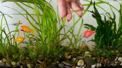 How to Plant Aquarium Plants in Gravel — Pro Tips!