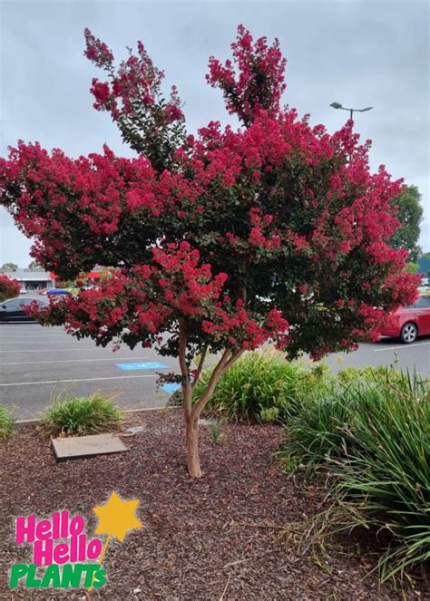 Lagerstroemia Indica Zuni