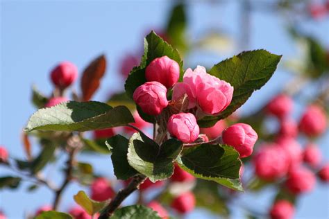 Flowering Crabtree Photograph by Mark J Seefeldt - Pixels