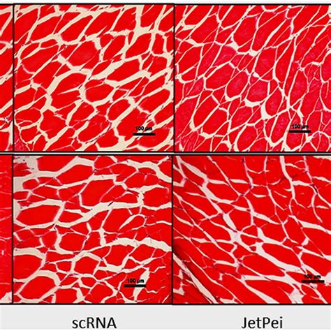 Cross sections of muscle fibers observed with optical microscope at ...