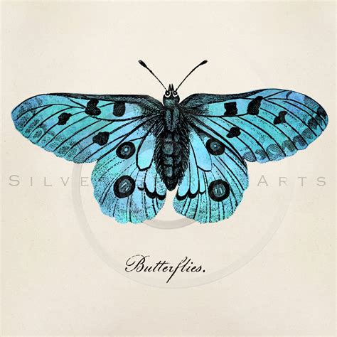 Vintage Butterfly Illustration Printable Butterflies 1800s Antique ...