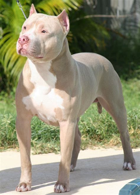 Pitbull Breeds Information