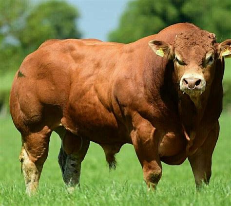 A Belgian Blue Bull http://bit.ly/2Q1mP4d | Belgian blue, Bull, Nature