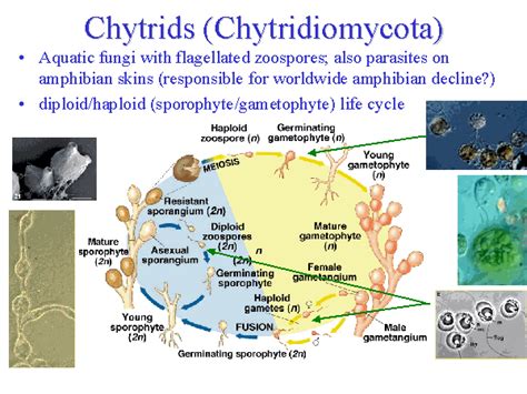 Chytridiomycota