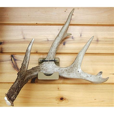 Antleritis™ Shed Bed™ Antler Display - 190805, Taxidermy at Sportsman's Guide