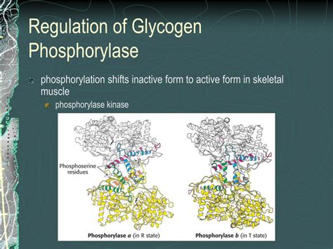 PPT - Glycogen Metabolism PowerPoint Presentation, free download - ID ...