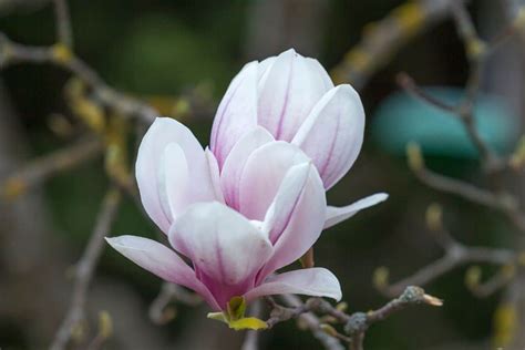 Magnolia Flower Meaning and Symbolism: All You Need to Know | Florgeous