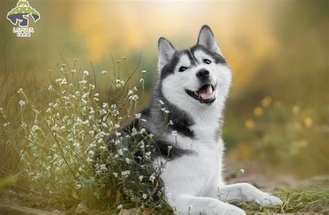 Chó Husky giá bao nhiêu? Địa chỉ mua bán giá rẻ TP HCM