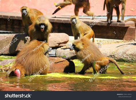 Baboon Monkeys Fight Stock Photo 1554110915 | Shutterstock