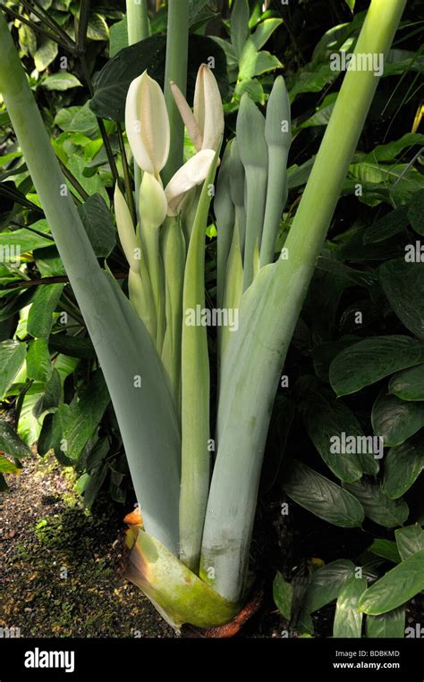 Taro flower hi-res stock photography and images - Alamy