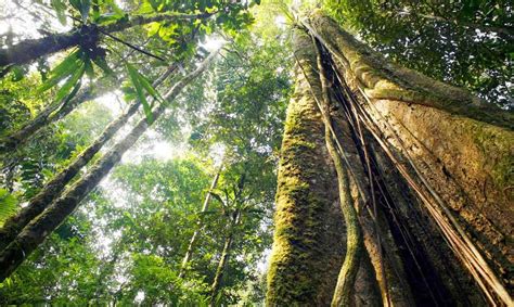 Los árboles de la Amazonía son "cápsulas del tiempo" - El Nuevo Día