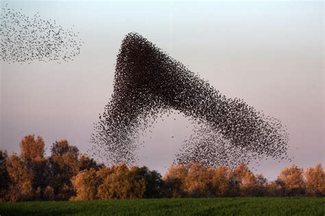 Amazing bird flying formations - China.org.cn