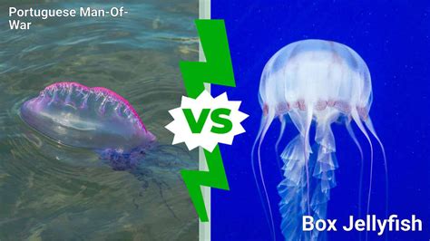 Portuguese Man-Of-War vs. Box Jellyfish: Which Deep Sea Creature Would Win In A Fight? - A-Z Animals