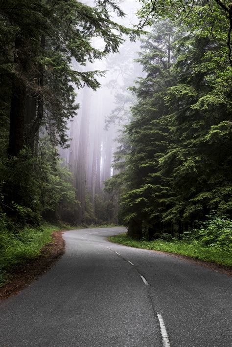 Redwood National and State Park | Free Photo - rawpixel