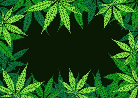 Cannabis Vector Green Frame Of Leaf On Black Background Cartoon Hand Drawing Marijuana Grass Or ...