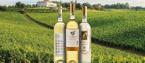 10 Most Popular Italian White Wines - TasteAtlas