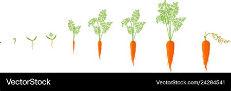 Growth stages of carrot plant Royalty Free Vector Image