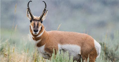 Pronghorn vs Antelope: What Are Their Differences? - AZ Animals