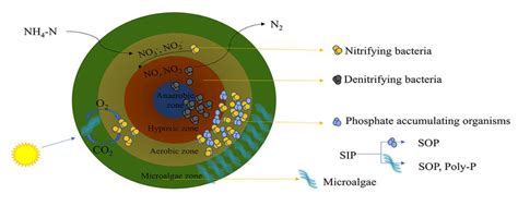 MBGS structure diagram. | Download Scientific Diagram