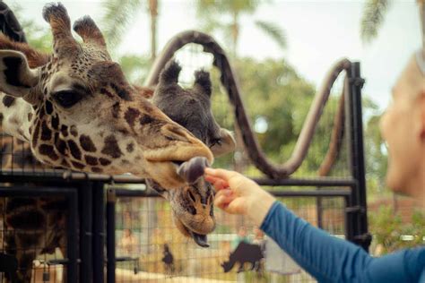 15 Top Tips for Visiting the San Diego Zoo - City Experiences