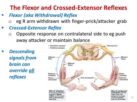 ANP1106 Anatomy & Physiology II, Part 2 F Feiner, PhD, MD Friday, March 20 Reflex Activity The ...